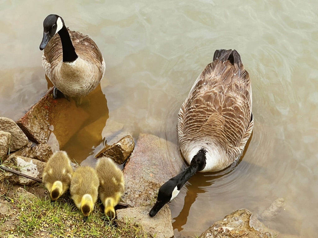 Living room with river view