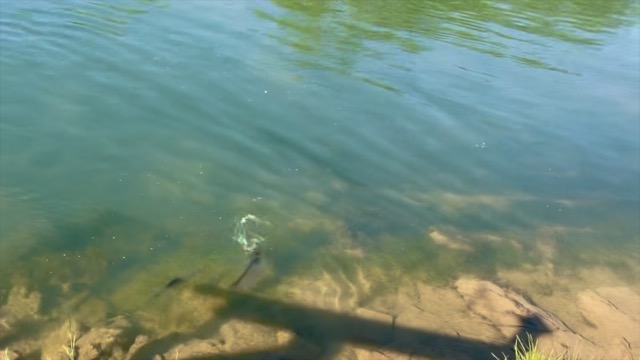Ducks and fish on the Ocoee River